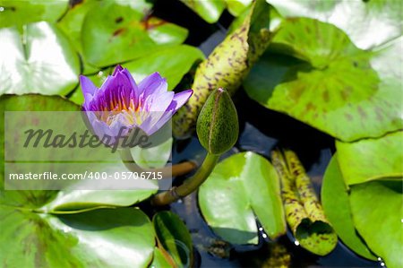 The blue lotus is blooming. In fresh water. The lotus leaf green.