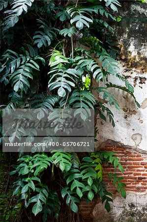 Leaves, and old walls. A refreshing and colorful. The old wall background.