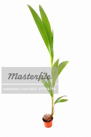 coconut palm tree isolated on the white background