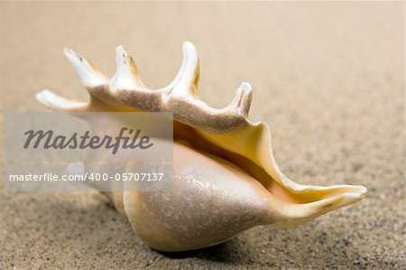 Macro studio shot of beautiful sea shell on a yellow sand. copy-space