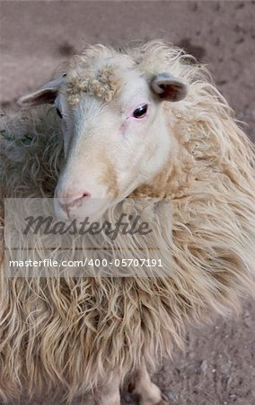 Close up of a sheep looking into the camera