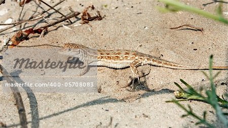Lizard on the beach sand. Natural environment close up