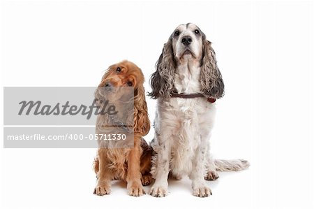 Two English Cocker Spaniel dogs in front of a white background