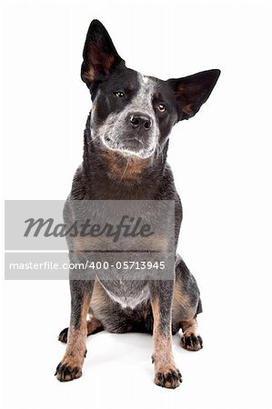 Australian Cattle Dog in front of a white background