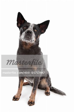 Australian Cattle Dog in front of a white background
