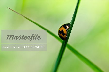 ladybug in the green nature or in the garden