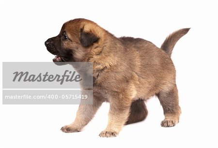 German shepherd`s dog puppy isolated on white background