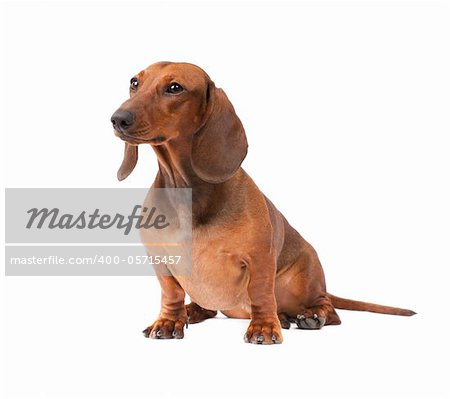 little dachshund puppy isolated over white background
