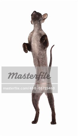 short haired black cat Sphinx standying on it's back legs black isolated over white background