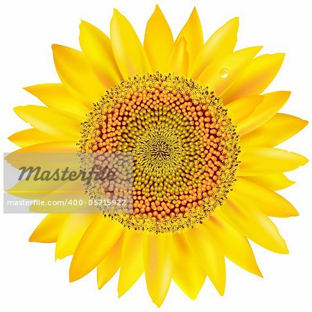 Beautiful Sunflower, Isolated On White Background, Vector Illustration