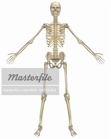A front view illustration of the human skeletal anatomy. Very educational and detailed.