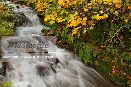 Fall Colors at Wahkeena Falls Waterfall in Columbia River Gorge