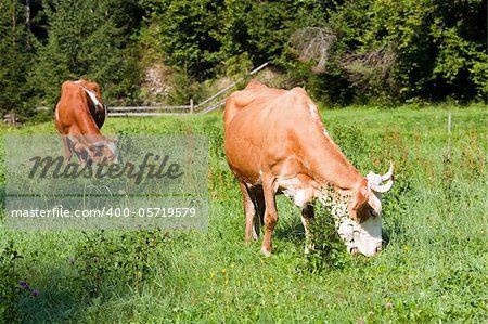 Two cows grazing on summer morning meadow (Carpathian, Ukraine)