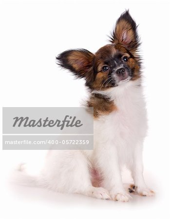 Puppy of breed papillon on a white background