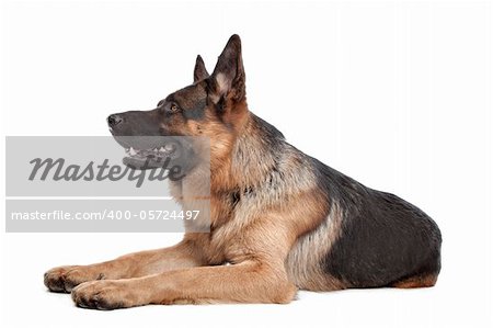 German shepherd in front of a white background