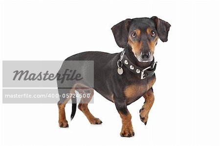 Dachshund in front of a white background