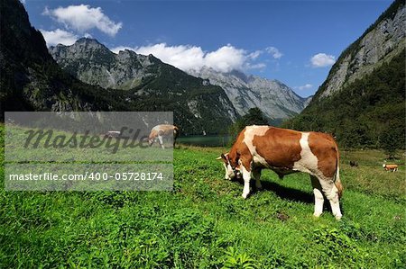 Alpine cow a beautiful sunny day