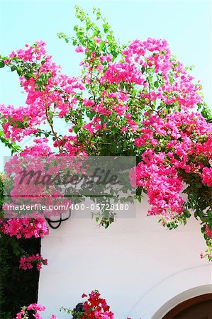 Bougainvillea spectabilis on the white wall
