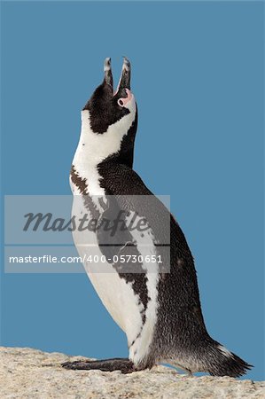 African penguin (Spheniscus demersus) calling during the mating season, Boulders beach, South Africa
