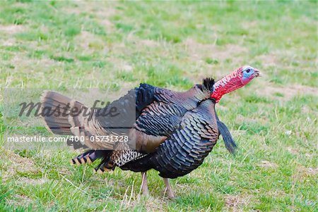 Wild American Tom Turkey posturing with blue gace and red wattle.