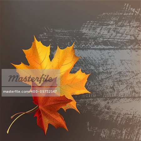 Autumn maple leafs on gray wooden texture surface.