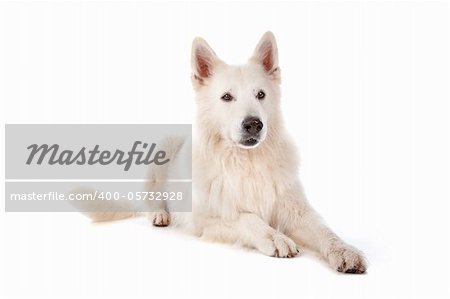 white Shepherd dog in front of a white background