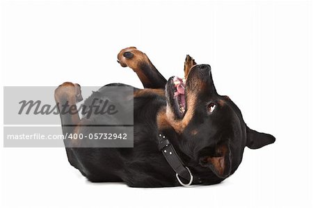 rottweiler in front of a white background