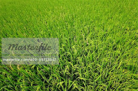 Paddy Rice