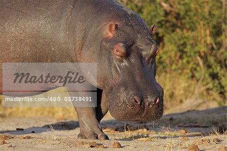 Hippopotamus (Hippopotamus amphibius), South Africa