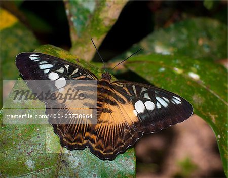 beautiful butterfly sitting on a large tropical leave