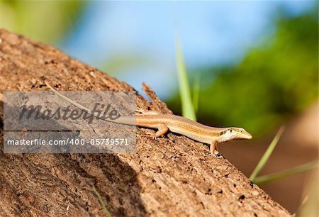 Small egyptian lizard resting on a tree trunk in the sunlight
