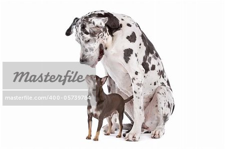 great dane harlequin and a Chihuahua in front of a white background