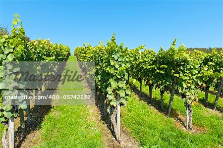 On of the many vineyards in Switzerland