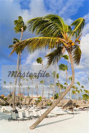 The dancing palmtree on the empty caribbean beach