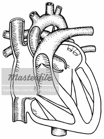 Human heart isolated on white background