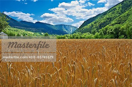 Wheat Field in the French Alps on a Cloudy Day