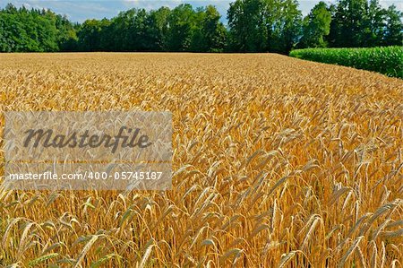 Plantation of Fodder Corn and Wheat Fields in Southern Bavaria, Germany