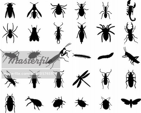 Set of bugs silhouette - vector