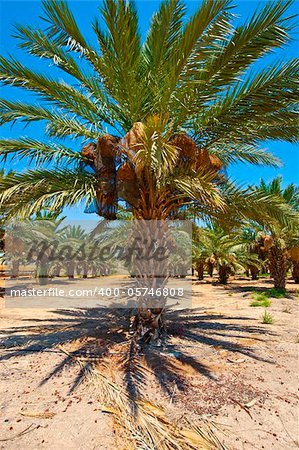 Plantation of Date Palms in the Jordan Valley, Israel