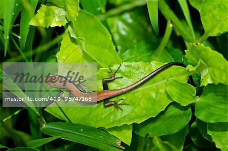 Skink in garden or in green nature