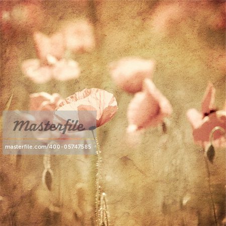 field of poppies with rustic look