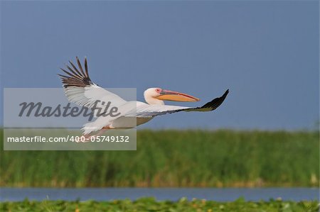 white pelican in flight,  Danube Delta, Romania