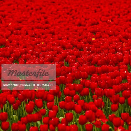 Spring field full of beautiful red tulips
