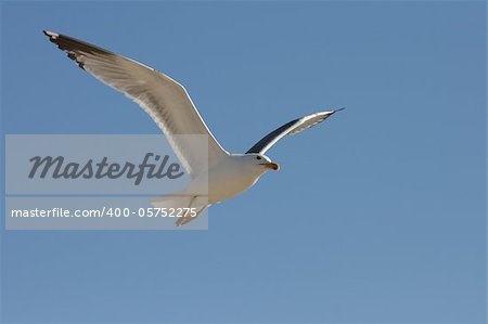 Yellow-legged Gull flying against the north wind of Summer in the Atlantic ocean (Portugal).