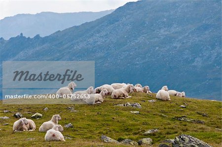Sheep sitting on a alpine mountain pasture
