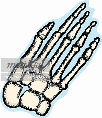 Illustration of the human hand skeletal structure