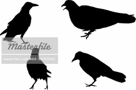 Dove and three ravens, silhouette, vector, illustration