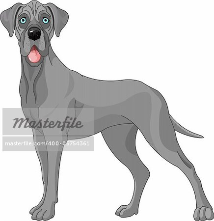 Great Dane dog, standing in front of white background
