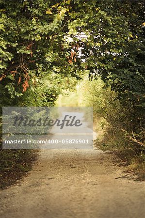 green alley with rural footpath