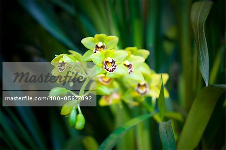 Branch of green orchid flower in glasshouse